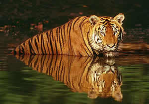 bengal tiger bangladesh drown