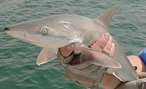 blacknose shark