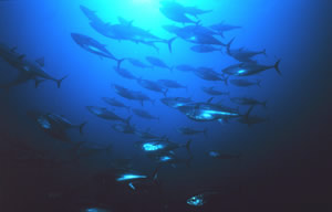bluefin tuna NOAA
