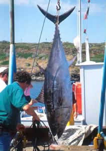 bluefin tuna hanging