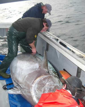 Record Giant Tuna