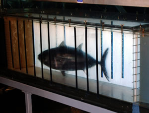 bluefin tuna treadmill monterey