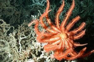 brisingid sea star