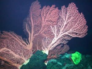bubblegum corals genus Paragorgia