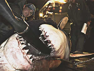 chris fischer Great white shark