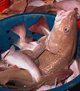 cod bycatch WWF