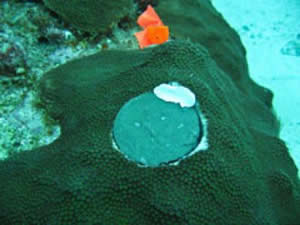 coral core hole