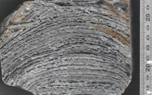 cross section domical stromatolite