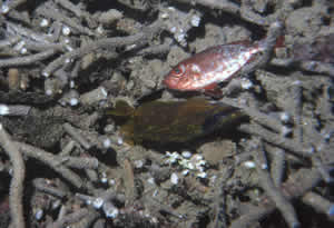 dead fish bombed coral reef
