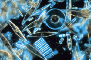 diatoms plankton noaa