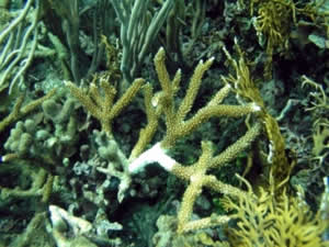 disease resistance coral white band