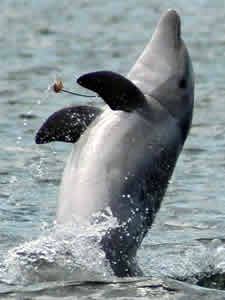 dolphin plastic band head