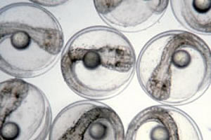 fertilized eggs white seabass