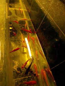 fish urinal china large