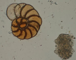 foraminifera hadal zone