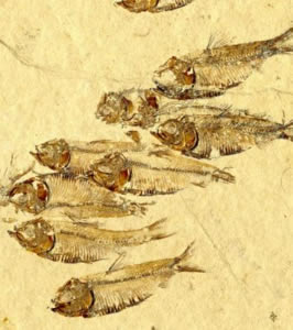 fossil herrings