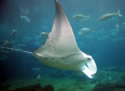 Nandi Manta Ray