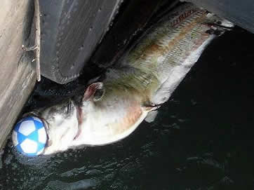 germany catfish soccer ball euro 2008