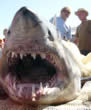 Spiny+dogfish+shark+dissection