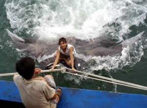 giant manta ray chinese fisherman