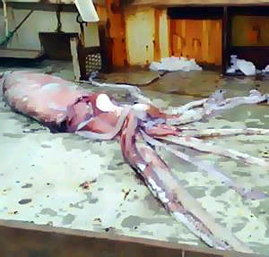 giant squid australia 2