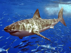 great white shark Wikimedia Commons