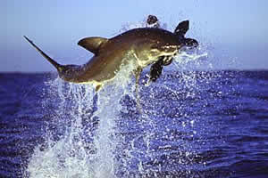 great white shark leaping seal geographic profiling