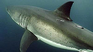 great white shark satellite tag