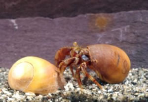 hermit crab