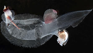 heteropod  carinaria lamarcki   copyright oddgeir alvheim 