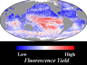 iron fluorescence yield ocean