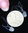 Irukandji Jellyfish Map