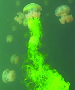 jellyfish induced fluid drift