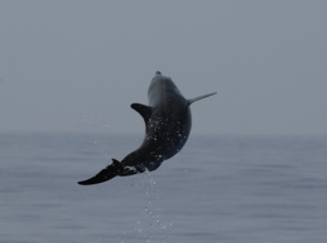 jumping whale