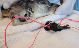 kemps ridley turtle balloon