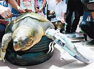 kobe sea turtle artificial flippers