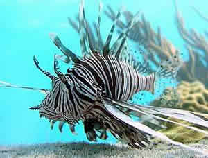 lionfish invasion bahamas