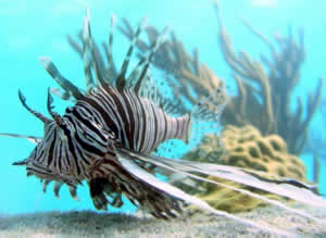 lionfish invasive