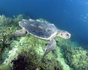 loggerhead sea turtle NOAA