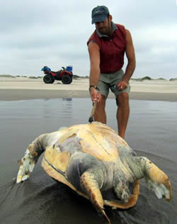 loggerhead sea turtle bycatch