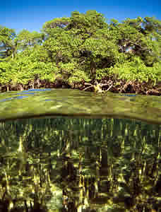 mangrove madagascar