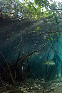 mangrove raja ampat