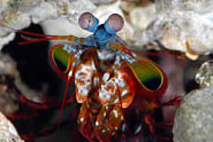 mantis shrimp vision