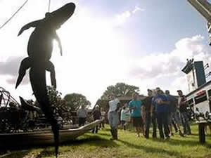 monster alligator 13foot florida