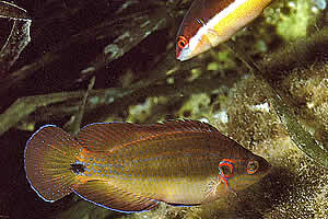 ocellated wrasse