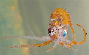 octopus unidentified species copyright sarah gotheil