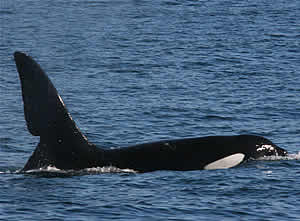 orca west coast scotland