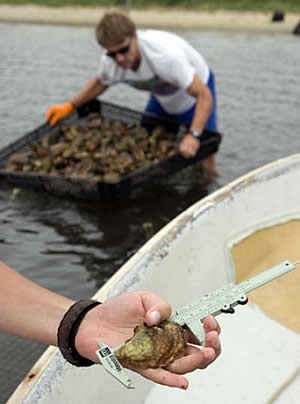 oyster ocean acidification