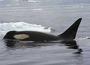 pack ice killer whale