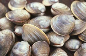 quahog clams hypoxic